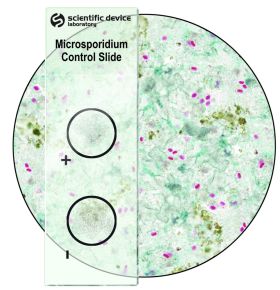 Microsporidia Control Slides, 10 slides/box