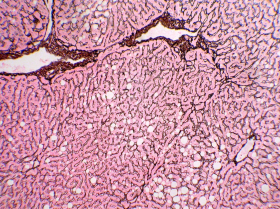 Reticulum Adhesion Slides